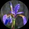 irismontesquieu